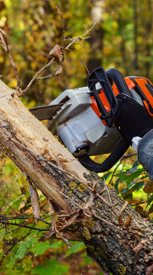 Lumberjack cuts down a lying tree