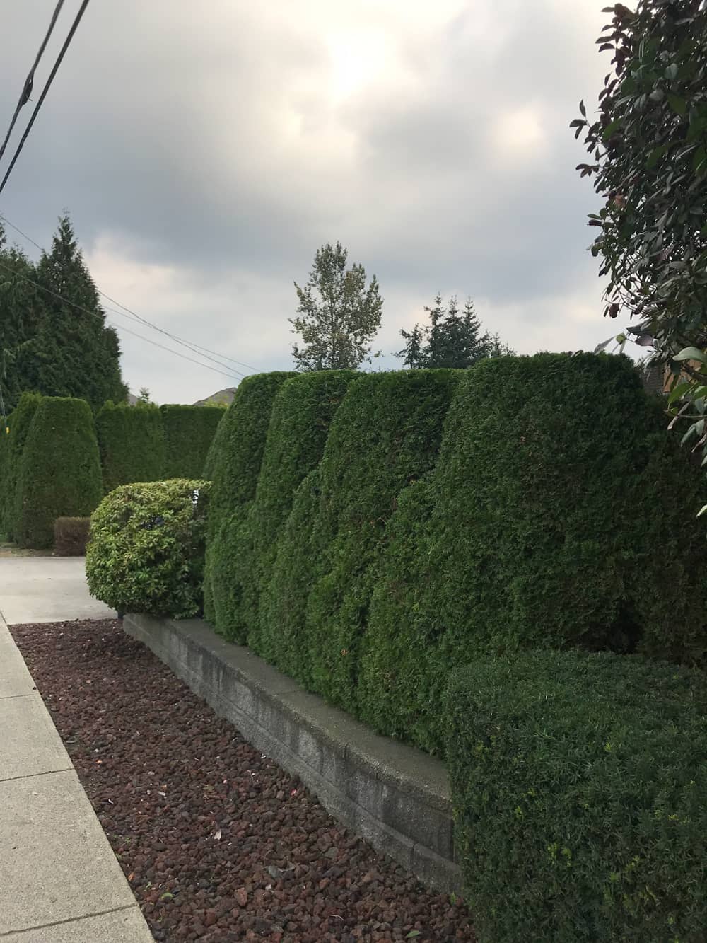 Trimming and Shaping Hedges