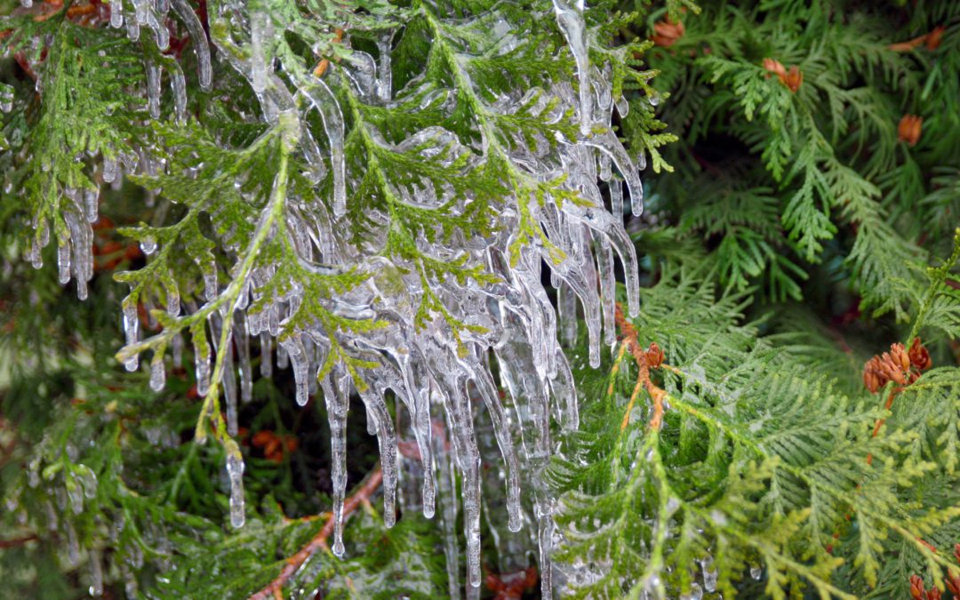 Protect trees & shrubs through winter | Pine Valley Tree ...