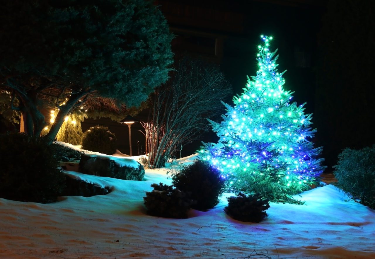 Outdoor Christmas Trees | Pine Valley Tree Services