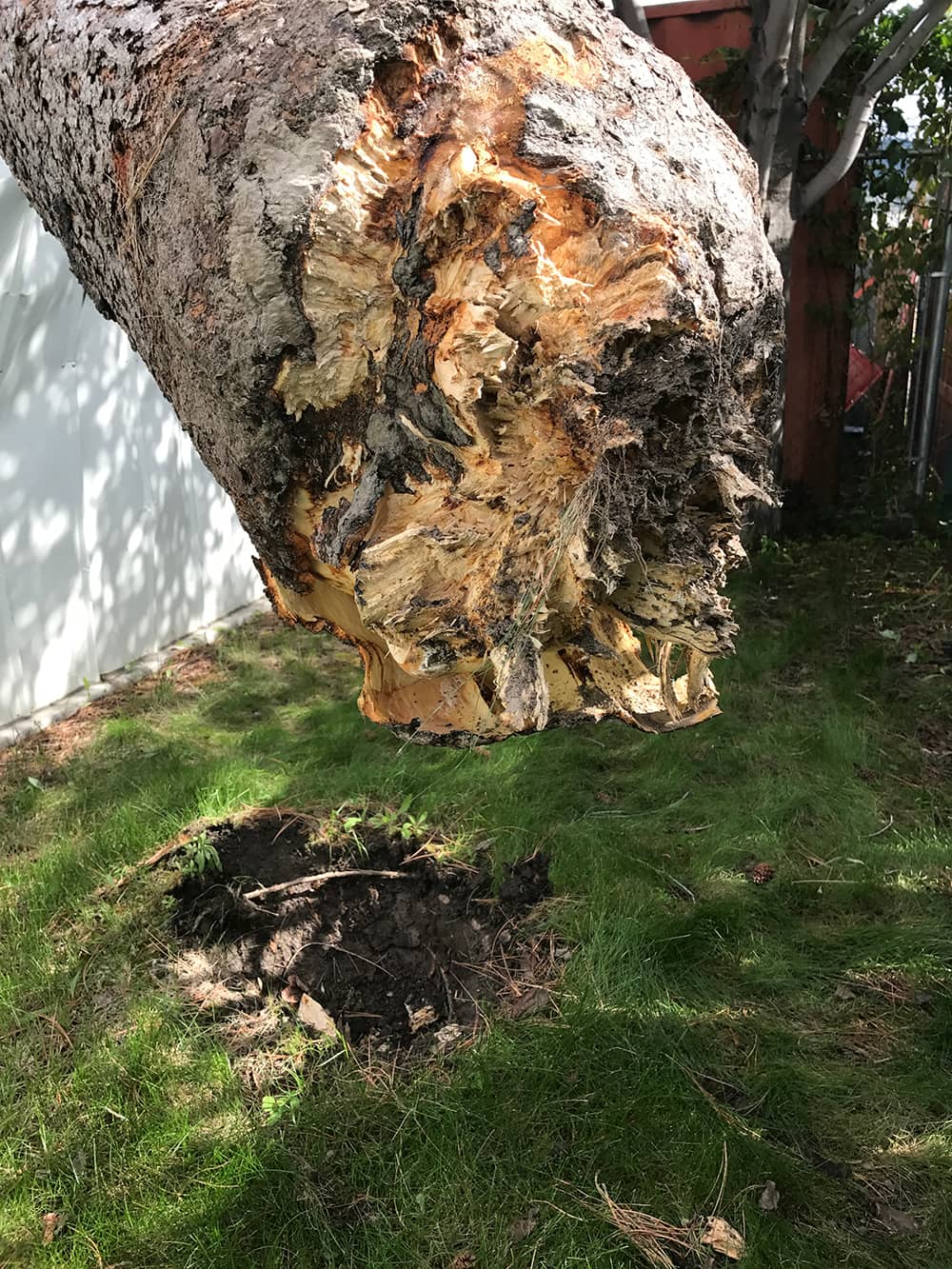 Safe Removal of Danger Trees & Potential Falling Debris