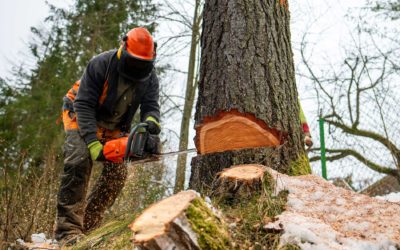 3 Top Reasons to Hire a Professional Faller When You Need to Remove a Tree