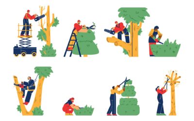 40+ Years of Proven Reliable and Professional Tree Care in Vernon