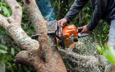 All You Need to Know About Tree Services in the Thompson-Okanagan