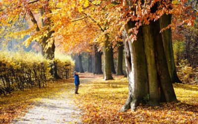 Caring for October Trees
