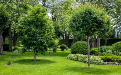Discover the Best Professional Tree Services for Your Home