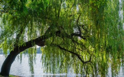Discover the Weeping Willows of the Okanagan Valley