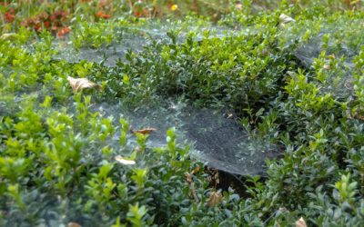 Hedge Spiders and What to Do About Them