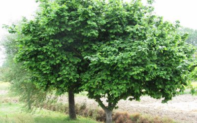 Nut Trees for Urban Environments