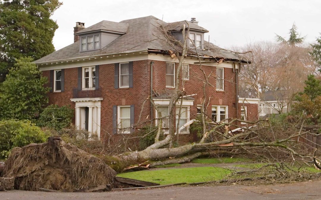 featuredimage-Preventing-Catastrophe-Reasons-to-Remove-Old-Trees-Before-They-Blow-Over-on-Your-House