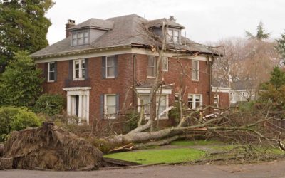 Preventing Catastrophe: Reasons to Remove Old Trees Before They Blow Over on Your House