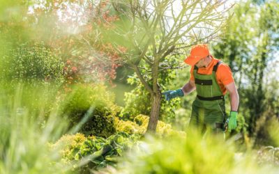 Seasonal Tree Care – Spring Checklist