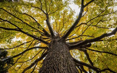 The Beauty and Problems with Elm Trees