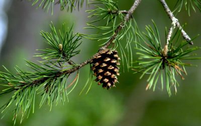 The Essential Guide to Pine Trees and Professional Care