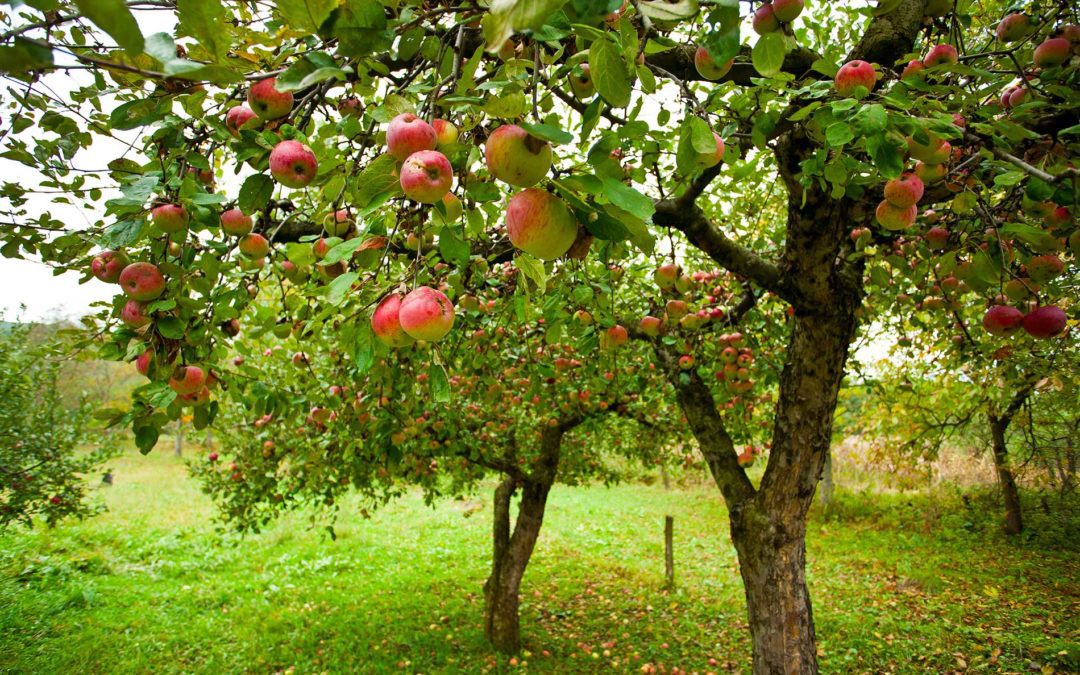 featuredimage-What-are-heirloom-fruit-trees