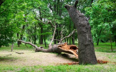 What are zombie trees and why are they dangerous?