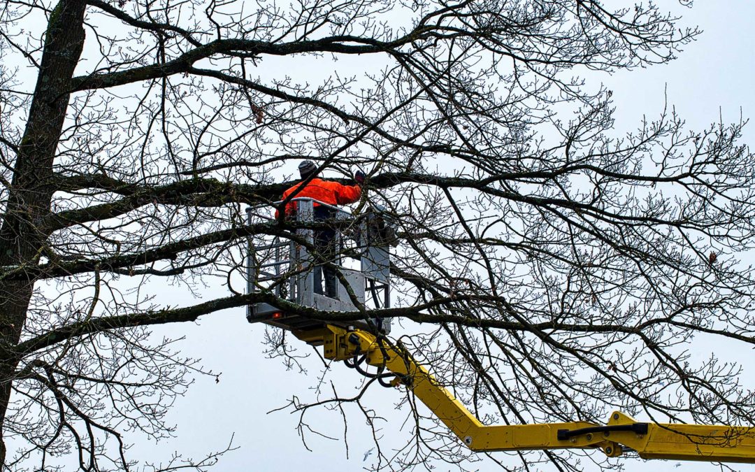 featuredimage-Winter-Tree-Care-Services-by-Pine-Valley-Tree-Services