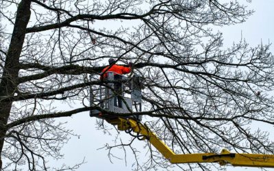 Winter Tree Care Services by Pine Valley Tree Services
