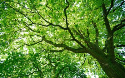 All About Oak Trees