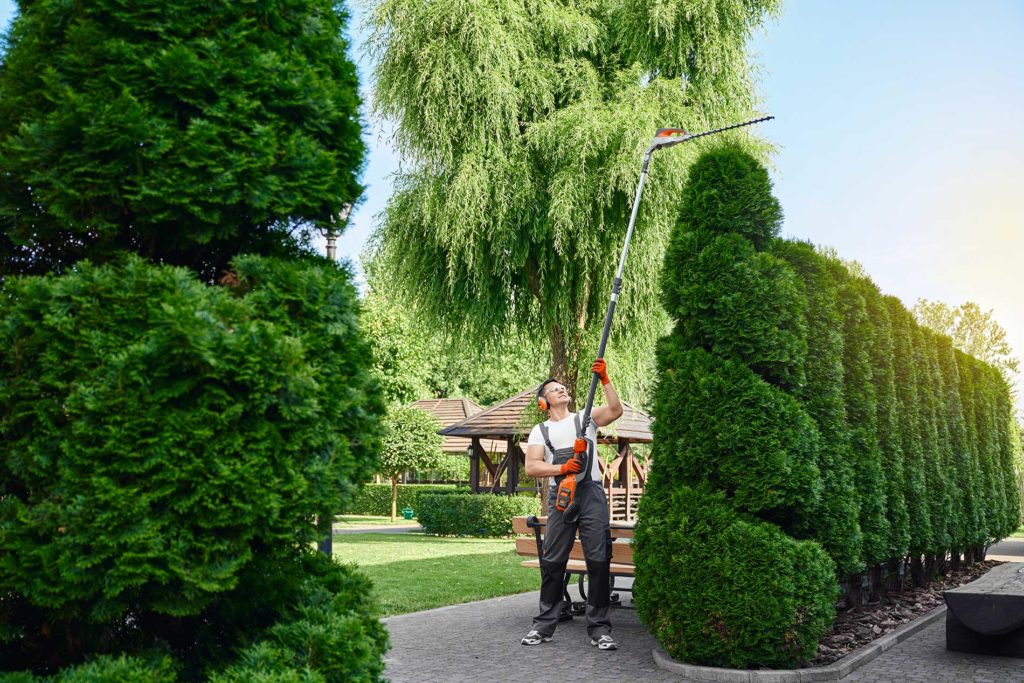gardener cutting the trees outside