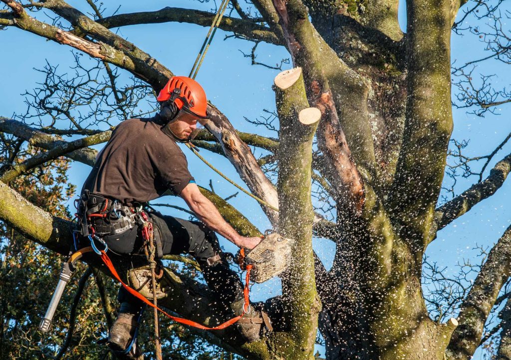 man-trimming-trees-safely-in-a-harness