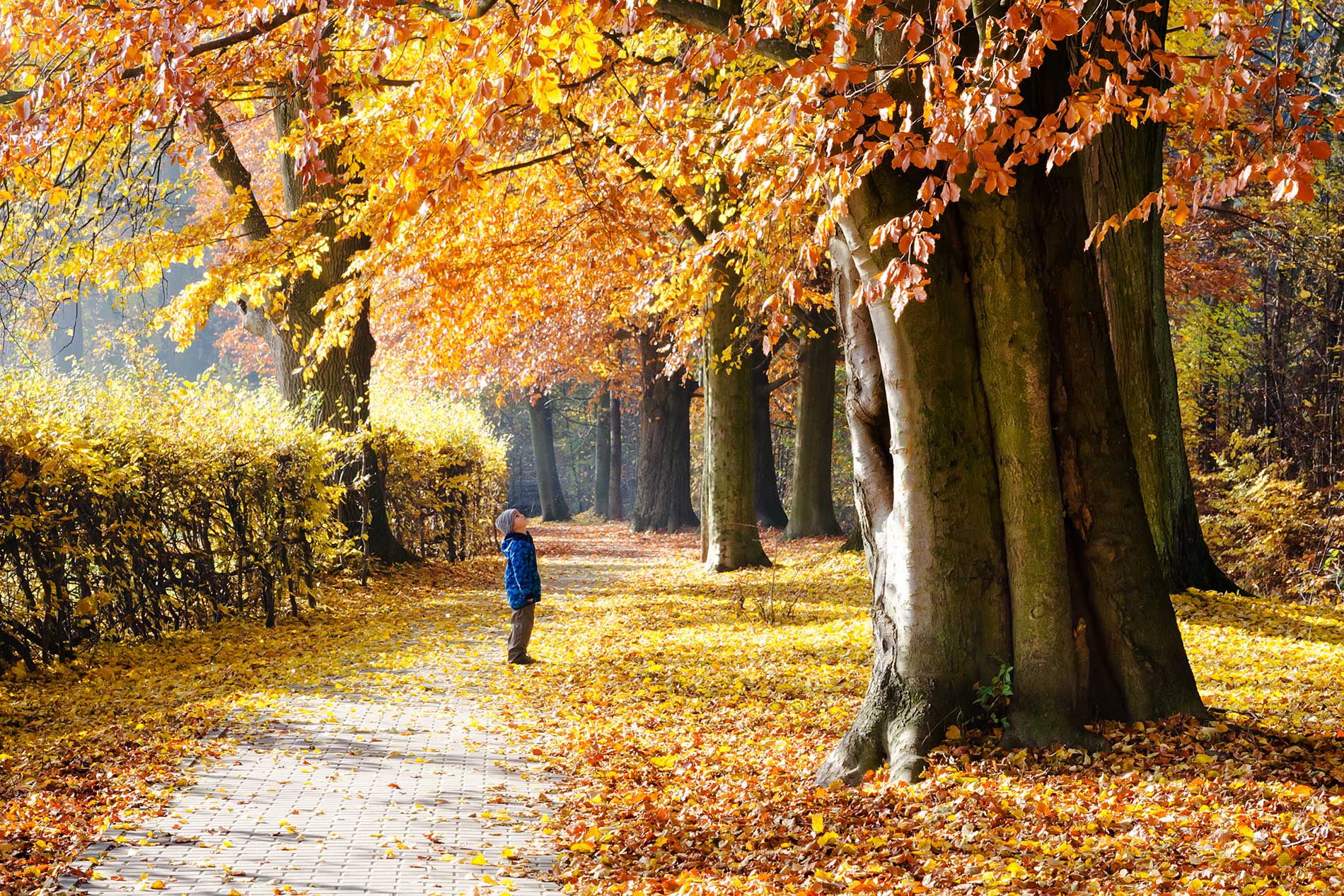 prepare-for-winter-by-shedding-leaves