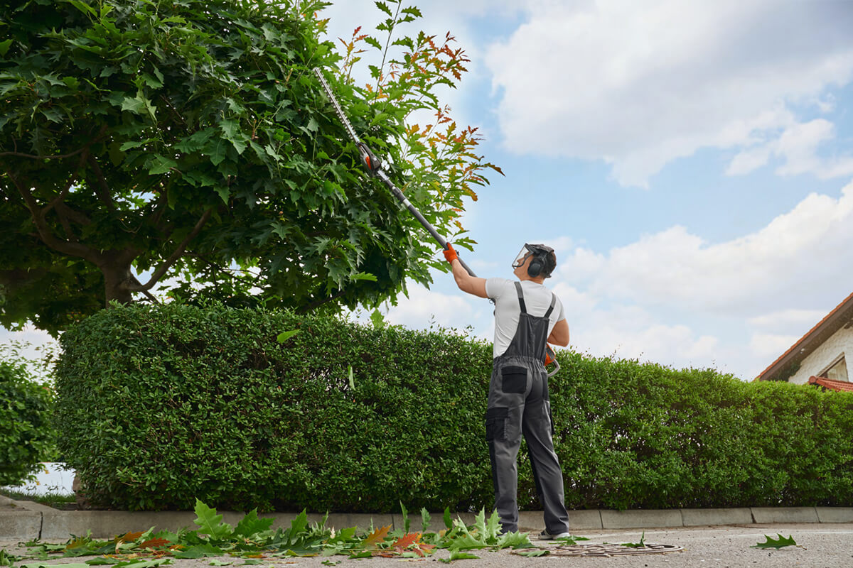 pruning trees outdoors