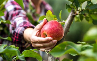 Do your fruit trees need care and maintenance?