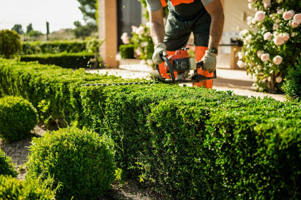 technician-shaving-down-bushes-with-a-saw