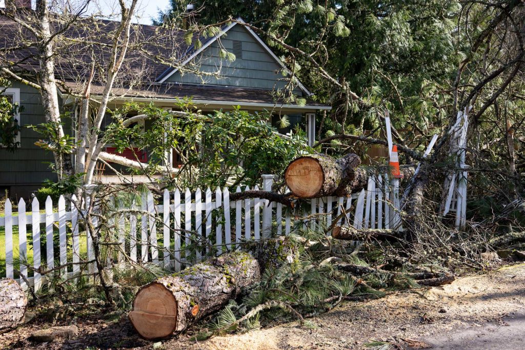 trees cut and fallen beside a house