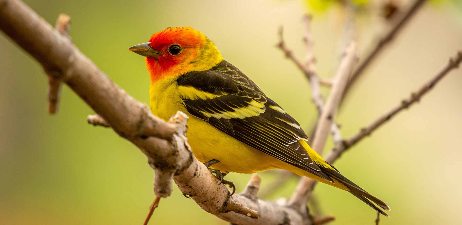 western-tanager