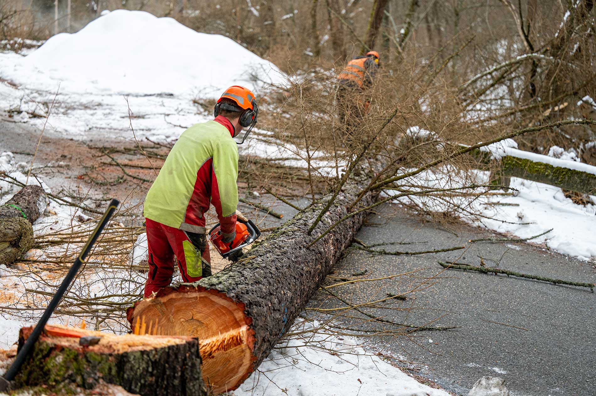 workers cutting down a tree into pieces
