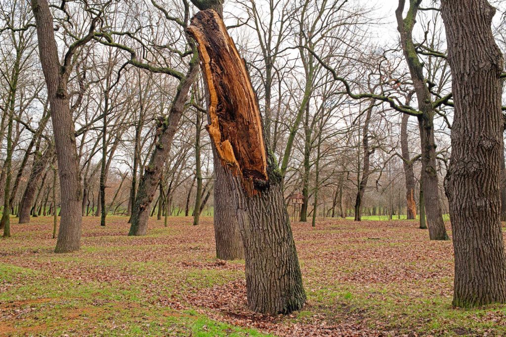 zombie trees and spreading this disease to other trees