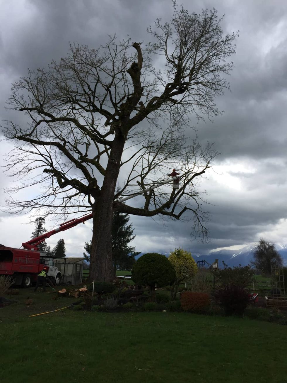 Upper Crown Reduction Pine Valley Tree Services