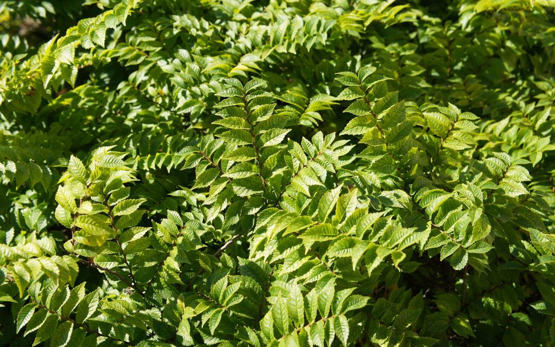 featuredimage-Siberian-elm-tree-bush-in-the-background