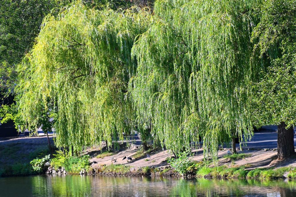 trees on the side of the lake