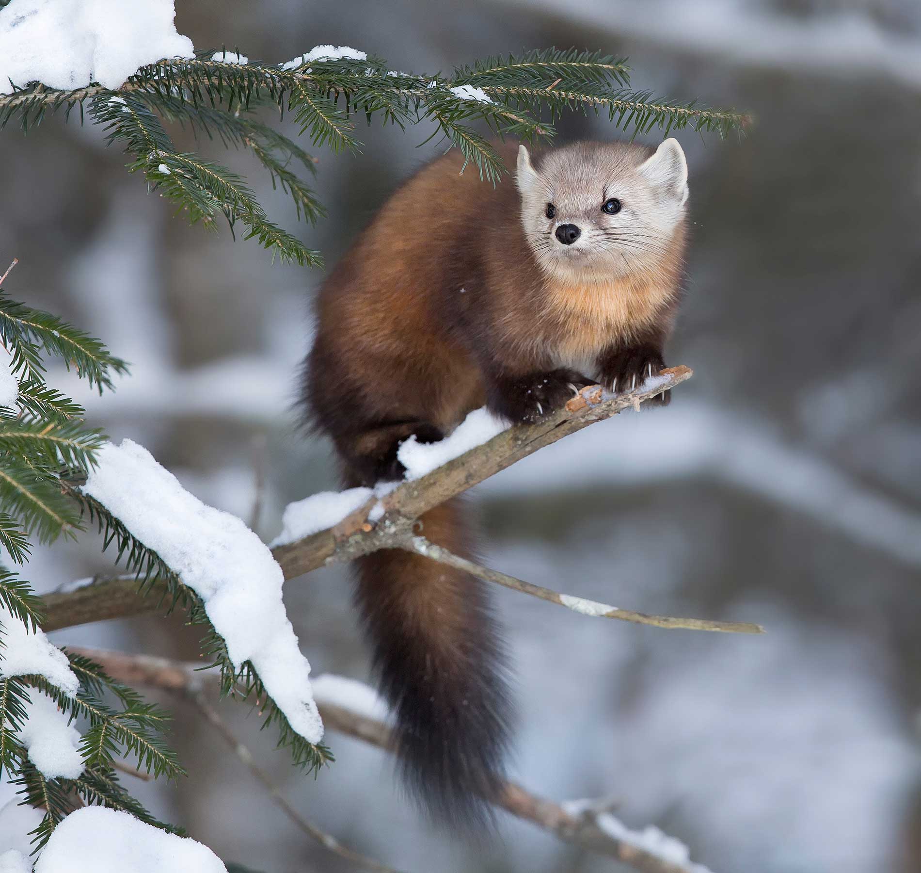 Wildlife-Habitat-In-Trees