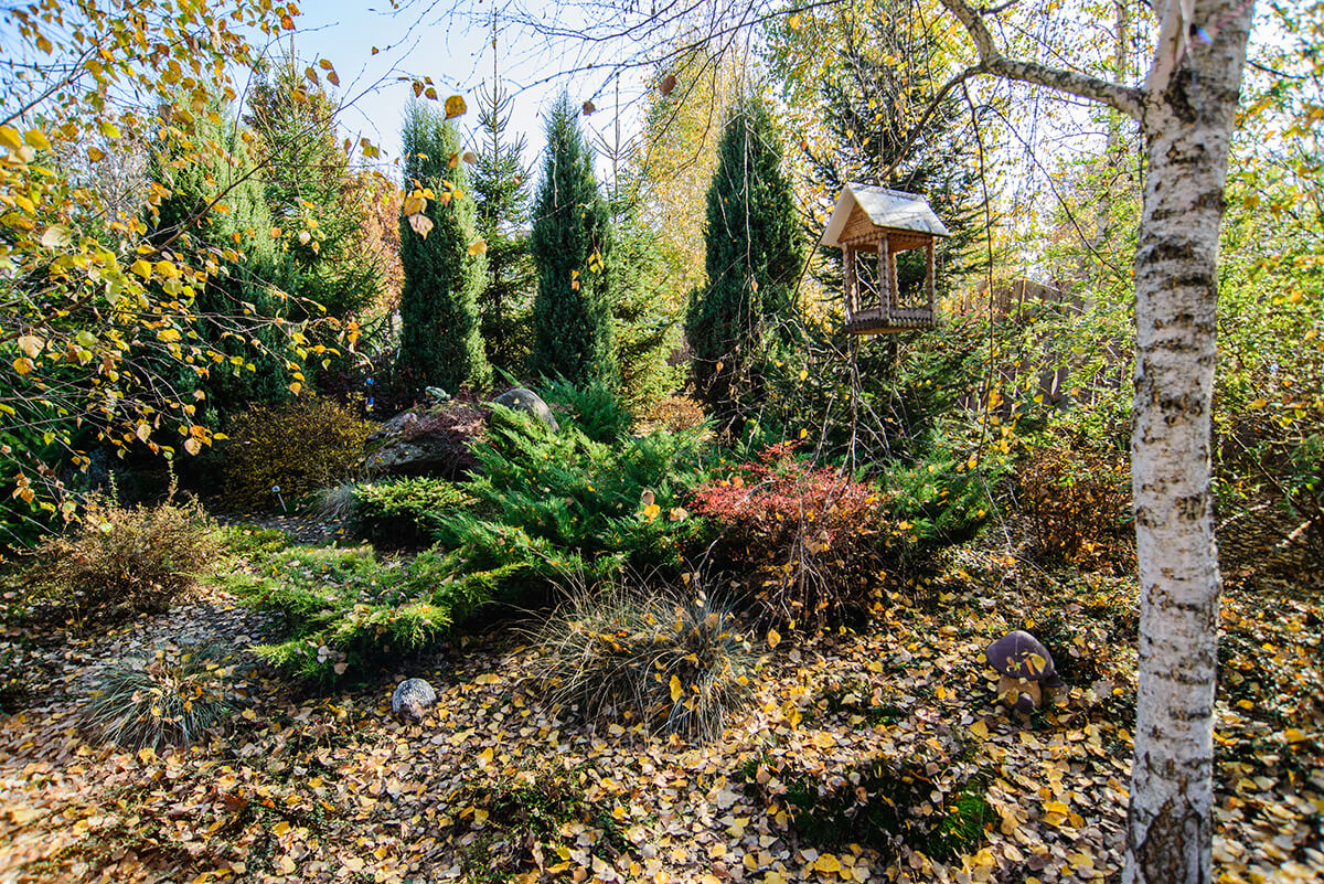 Yard in golden leaves