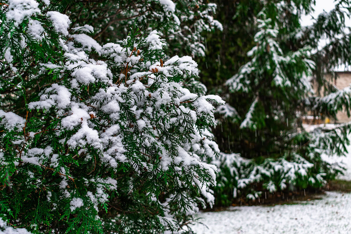 evergreen and Pine Tree with Fresh Snow