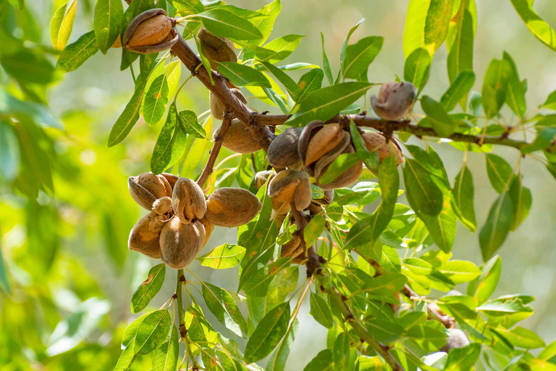 Tree Nut In French Translation at Henry Leday blog