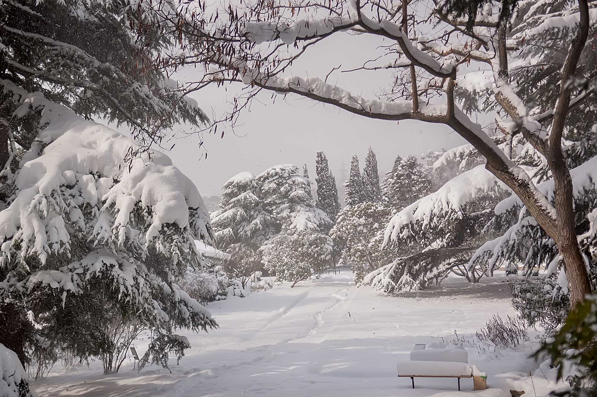 snow on the trees and branches outside