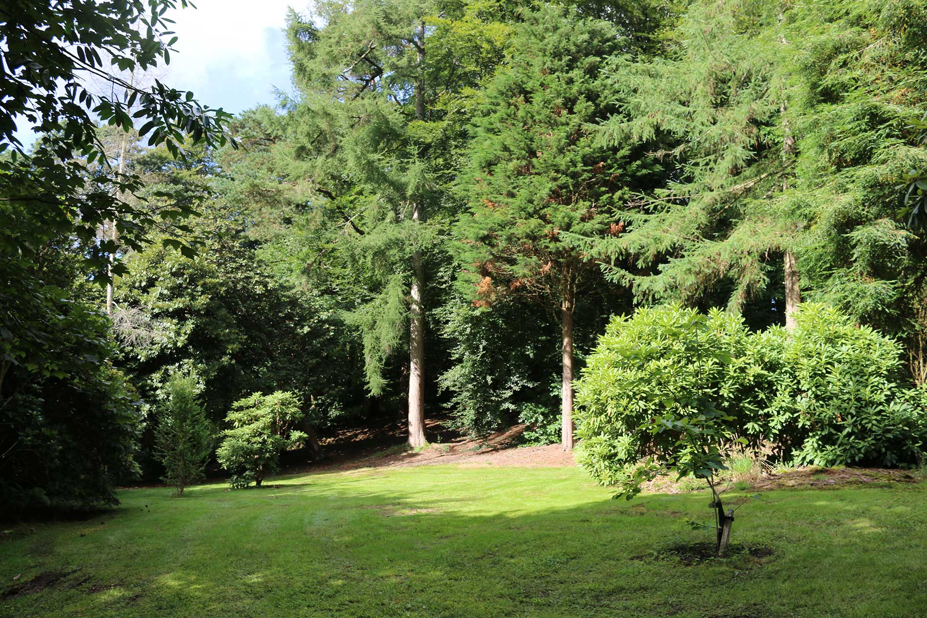 trees growing in the back yard for pruning