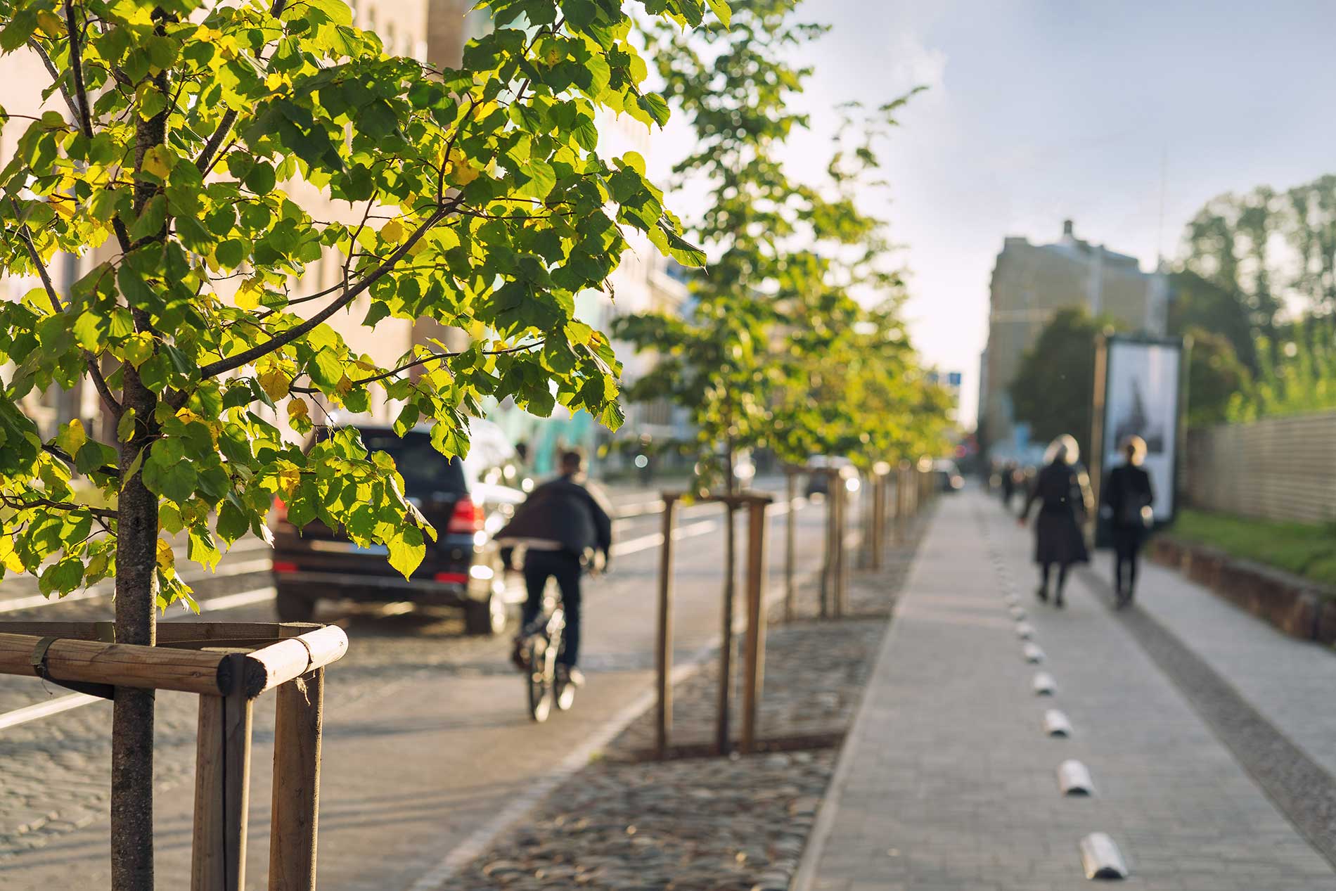 trees trimmed on the side of the street